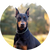 Doberman